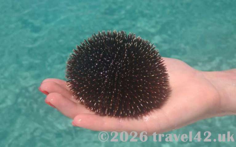 Croatian sea urchin
