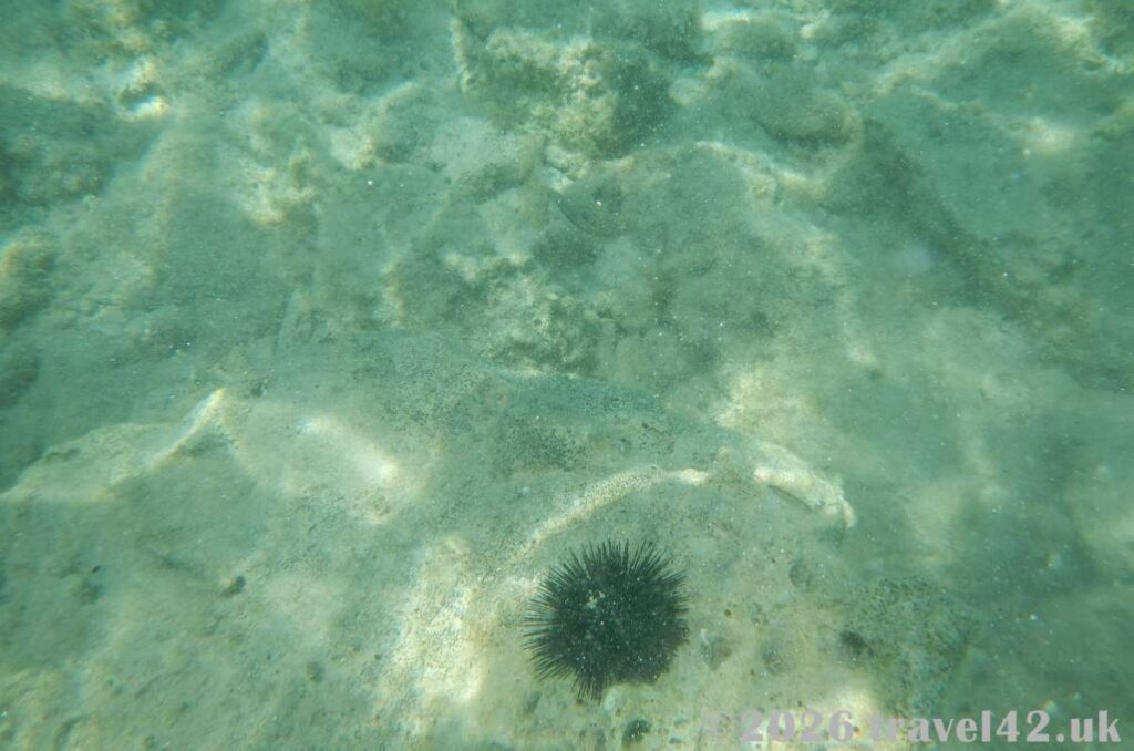 Sea urchin in the Adriatic