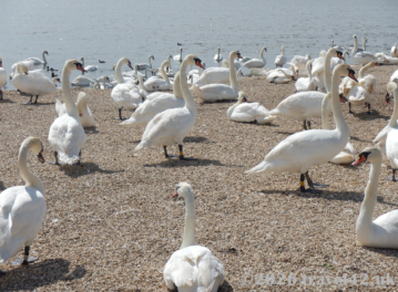 Abbotsbury Swannery