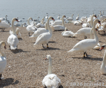 Abbotsbury Swannery and Tropical Gardens