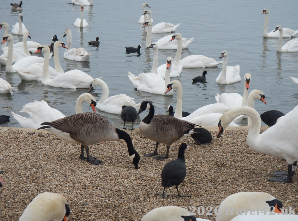 Abbotsbury Swannery bird feeding