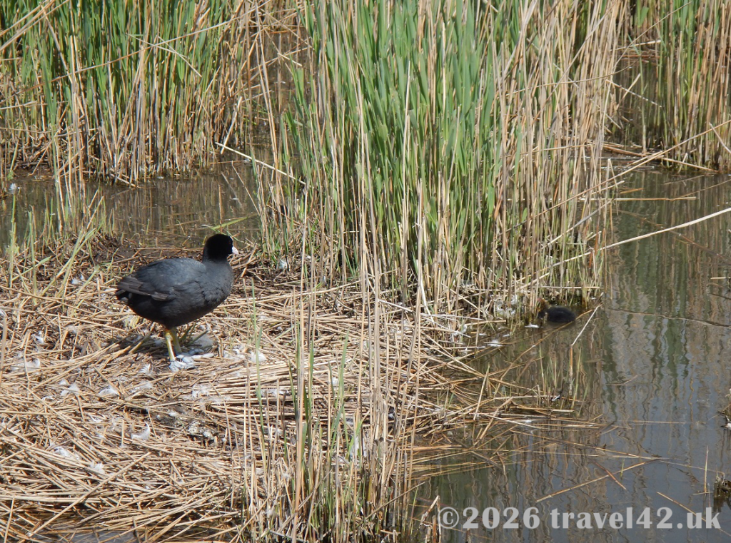 Abbotsbury Swannery bird reserve