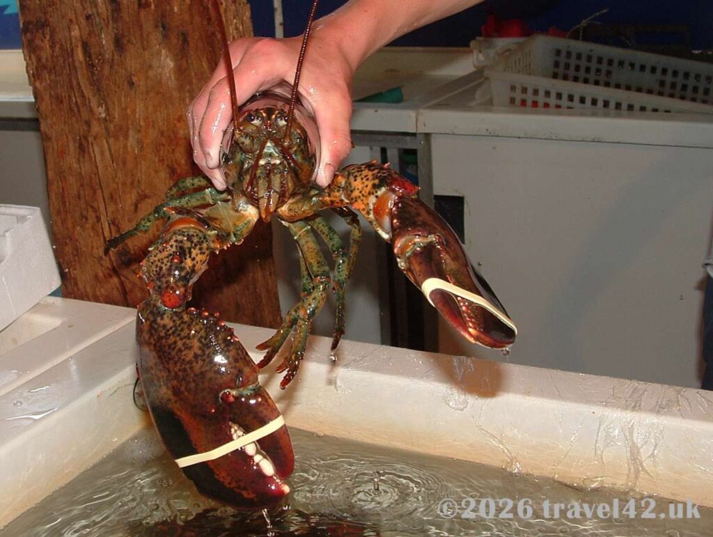 A live lobster at a shellfish farm in the Bay of Kotor