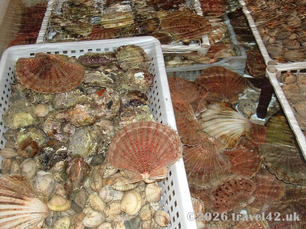 Freshly harvested shellfish at a mussel and oyster farm in the Bay of Kotor