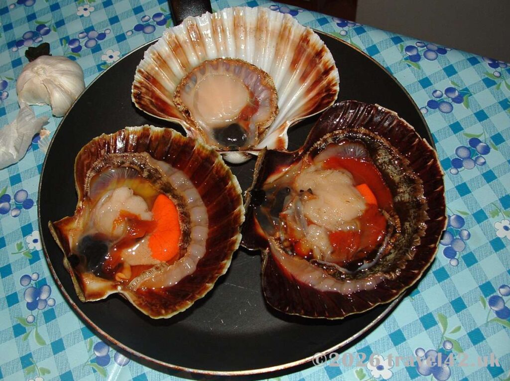 Homemade scallops served in their shells