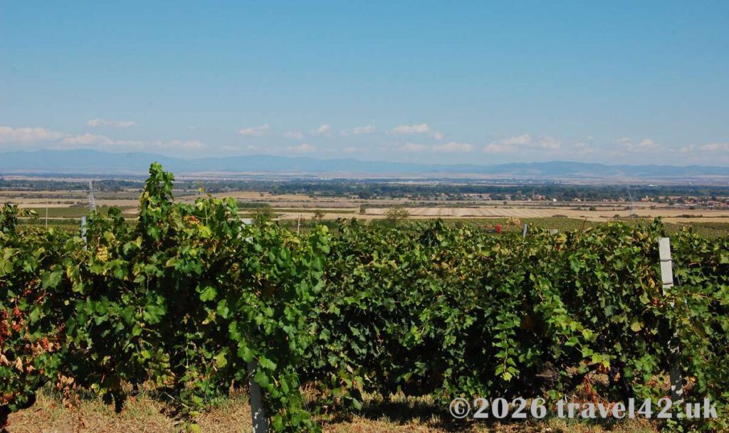Scenery from Zagreus Winery