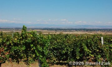 Scenery from Zagreus Winery