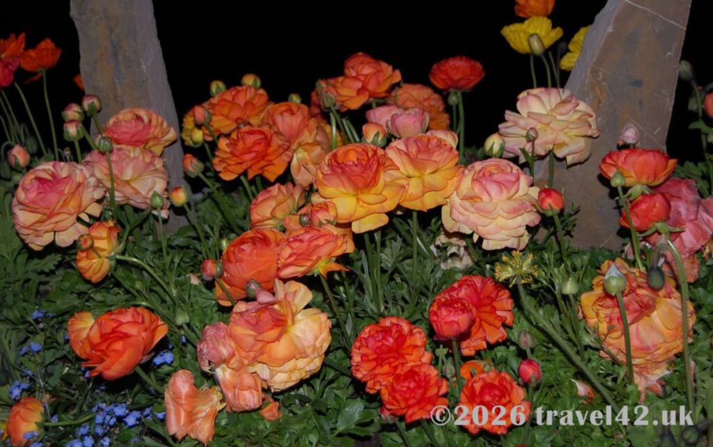 Colourful ranunculus in bloom in Montreux