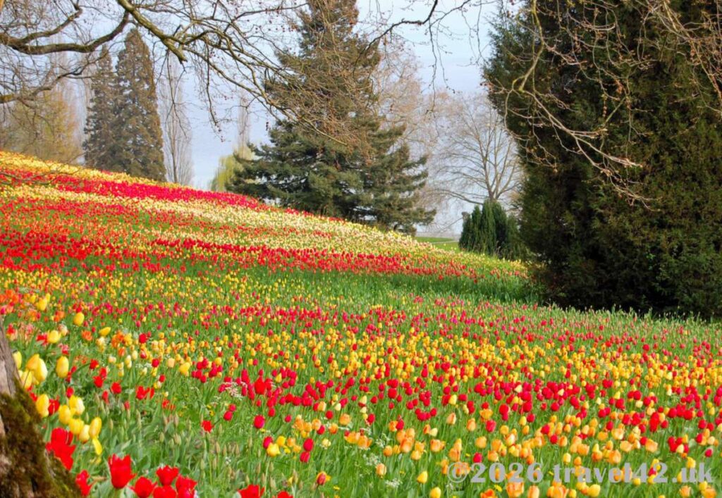 Colourful tulips in bloom on Mainau Island