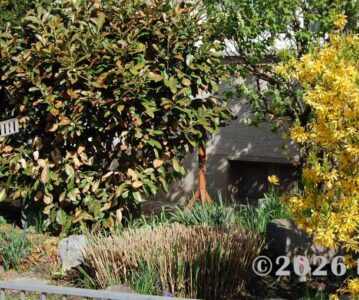 Short Spring Break in Germany: Baden-Baden Thermal Baths & Mainau Flower Island
