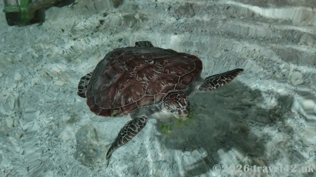 Garden Cave turtle