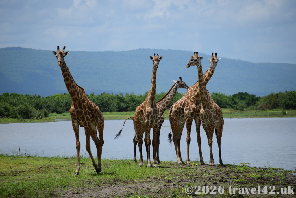 Giraffes in Nyerere National Park