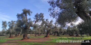 Ancient olive trees in the Puglian countryside