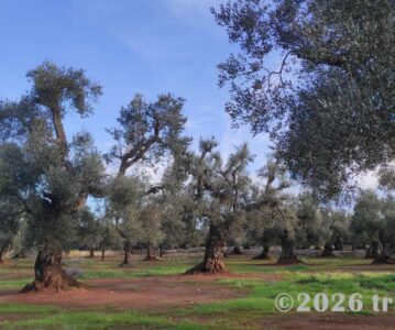 Puglia in Winter: Valle d’Itria to Bari (Part Two)