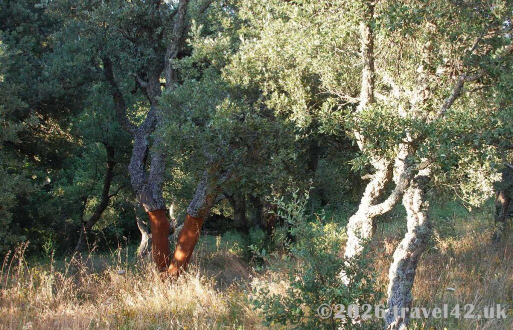 Among the cork oaks of northern Sardinia