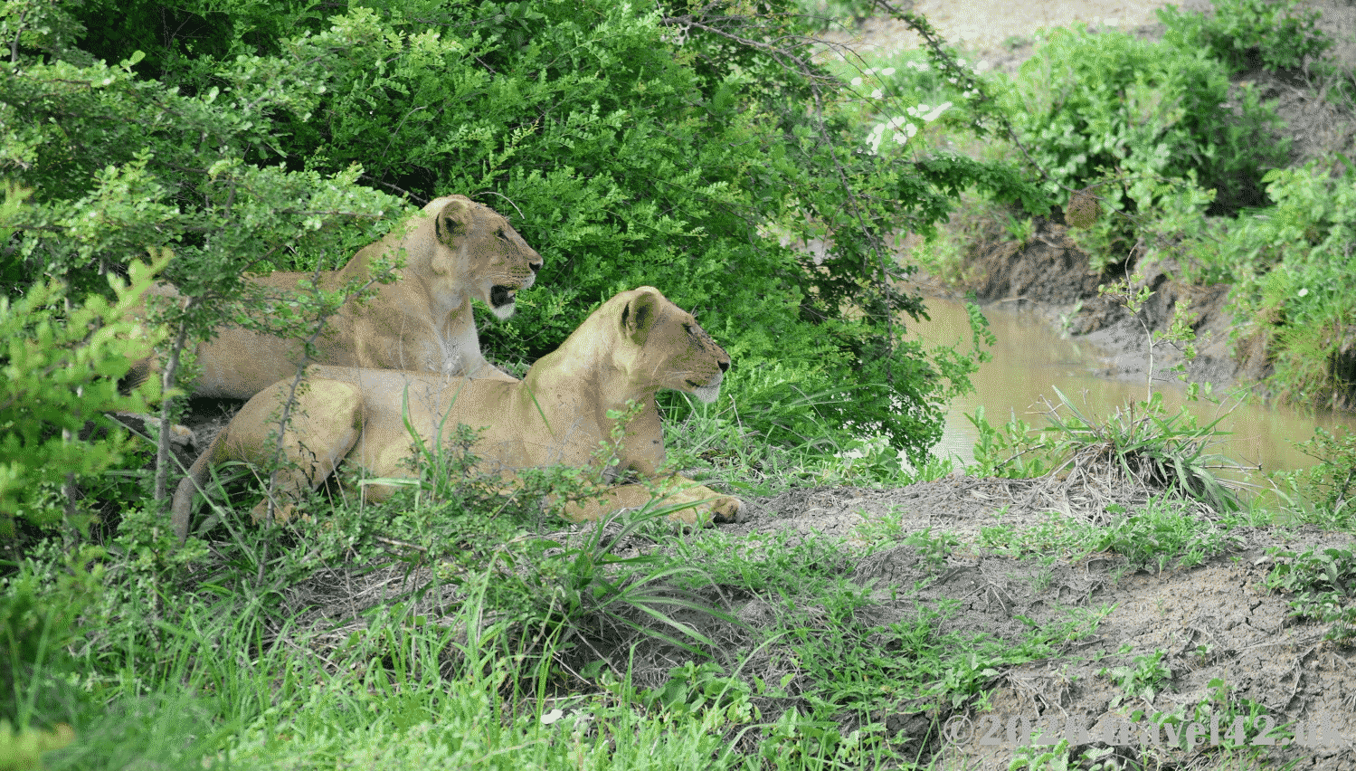 From Zanzibar to the Wild: Our Two-Day Safari in Nyerere National Park