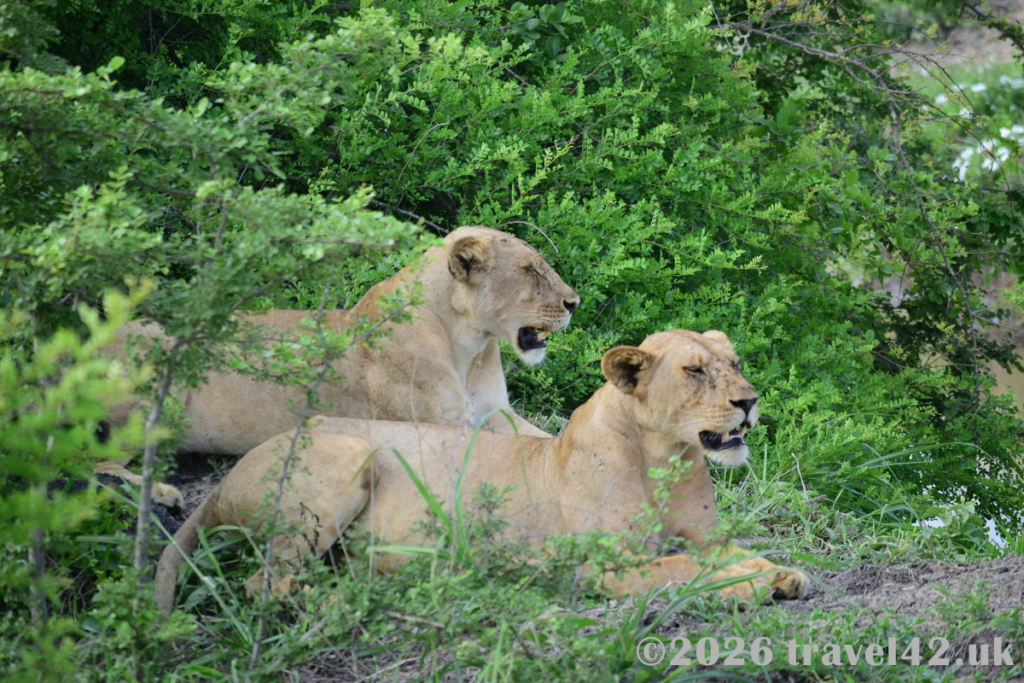 Lions in Nyerere National Park