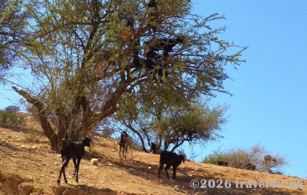 Goats on argan trees