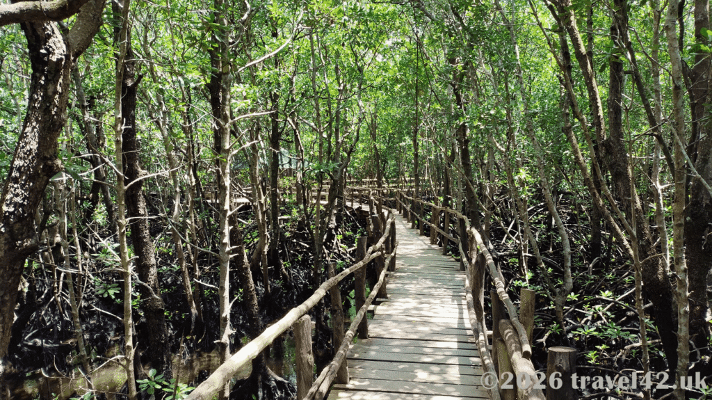 Mangroves in Jozani National Park