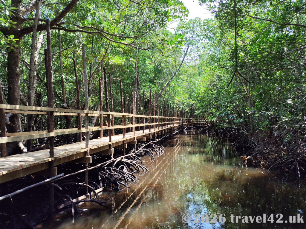 Mangroves in Zanzibar