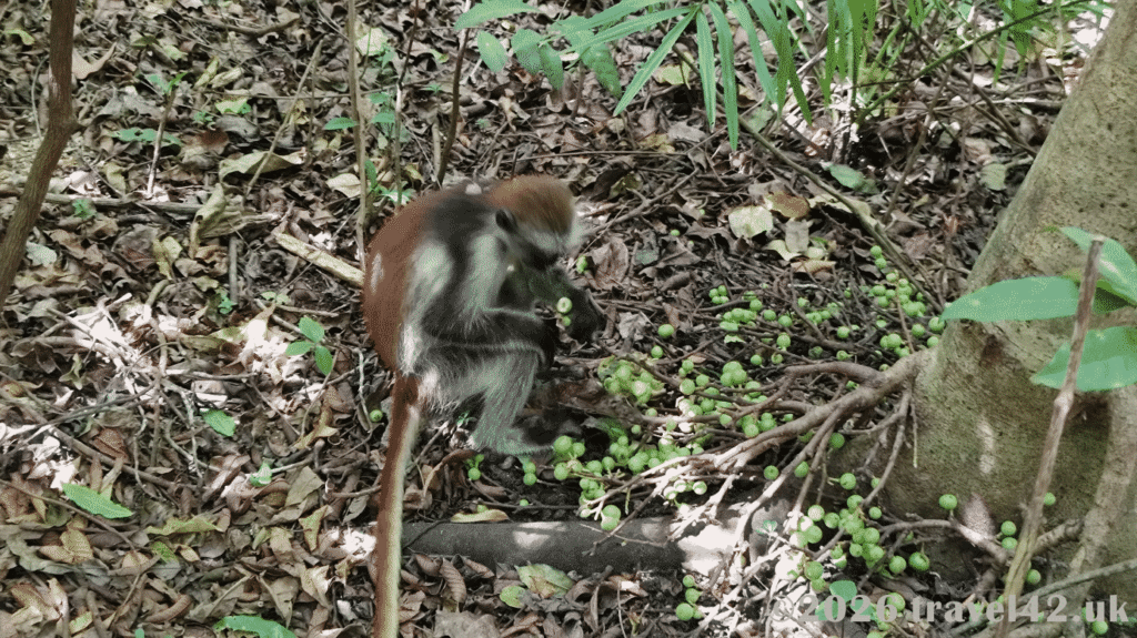 Monkey in Jozani National Park