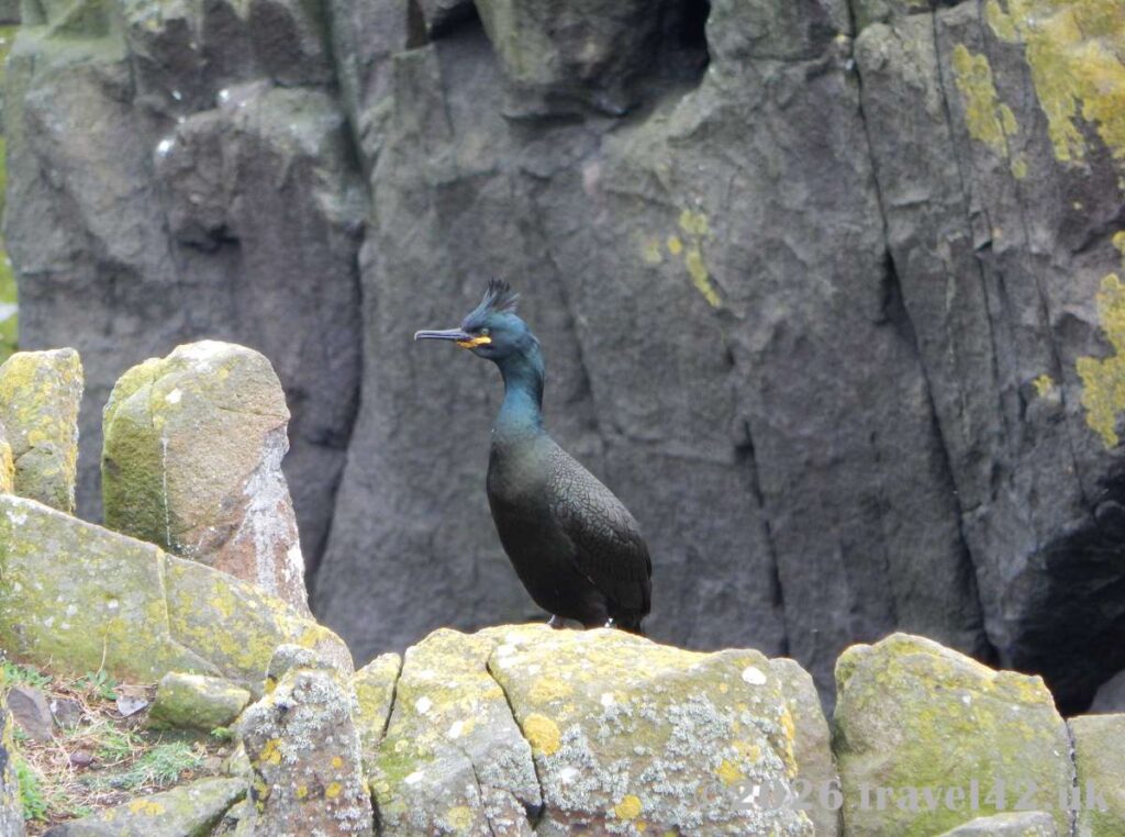 A crested European shag perched among the rugged cliffs