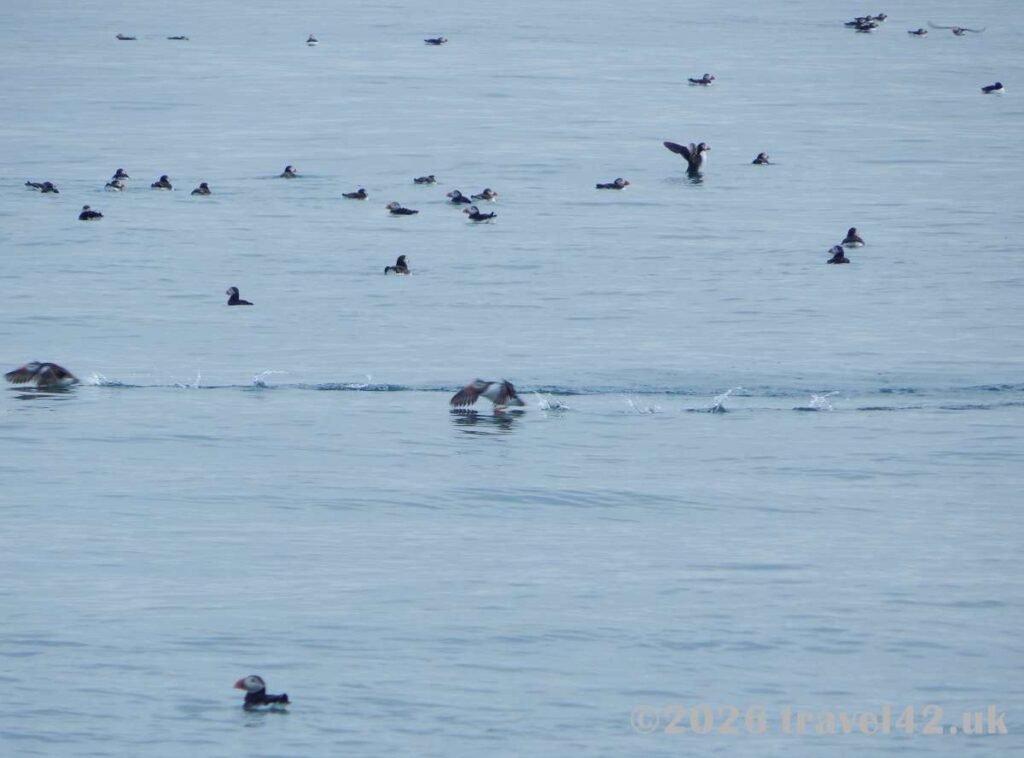 A gathering of Atlantic puffins in the waters around the Isle of May