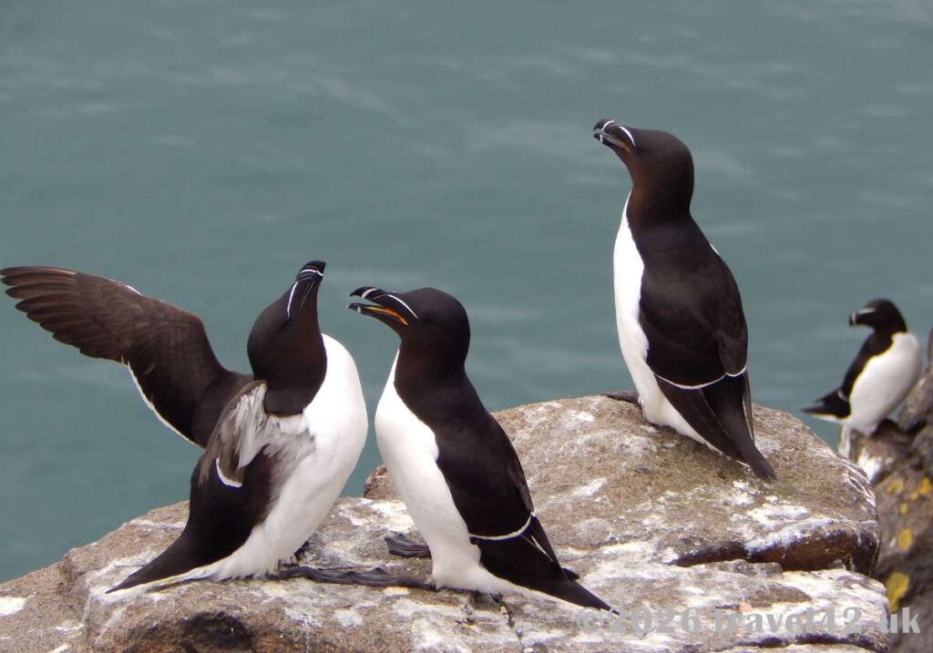 A group of razorbills gathered on the rocky cliffs of the Isle of May