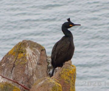 Isle of May Day Trip: Puffins, Seabirds and a Scottish Island Escape for Two