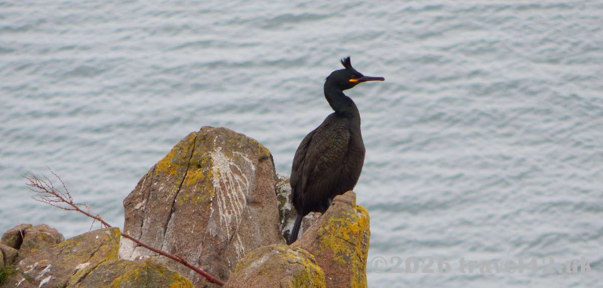 Isle of May Day Trip: Puffins, Seabirds and a Scottish Island Escape for Two