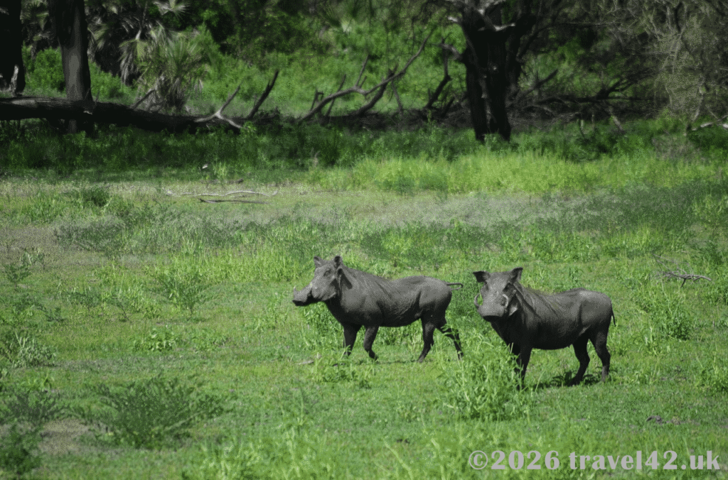 Warthogs in Nyerere National Park