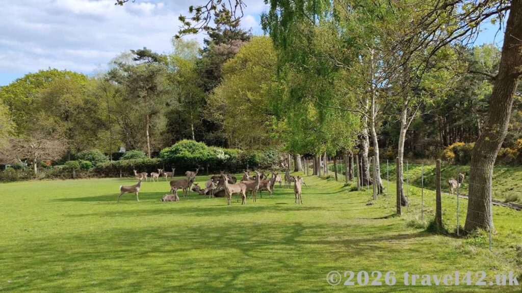 Wild animals on campsite grounds