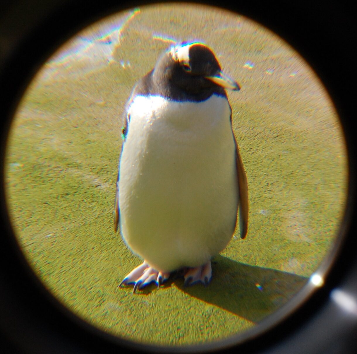 penguin